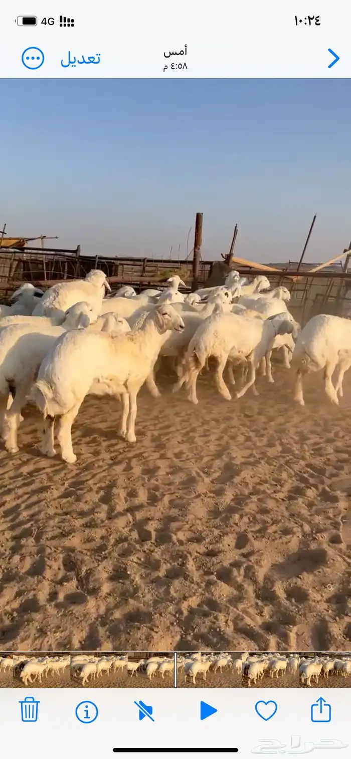 غنم مقاني صنف 2