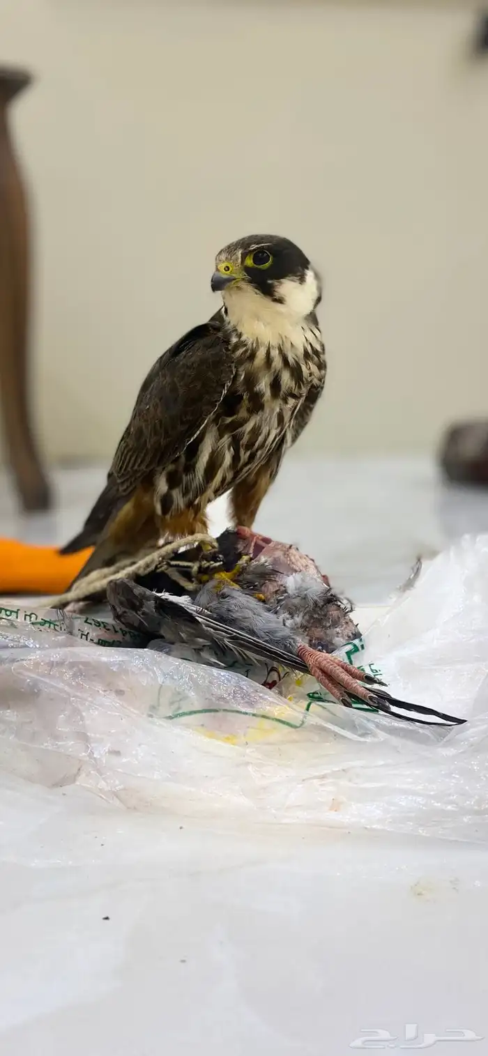 بكه قراناسه 6