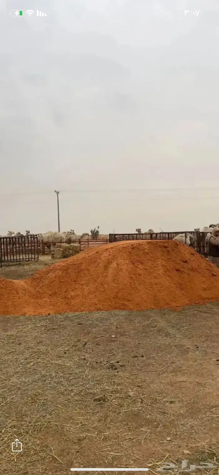 رمل احمر نفود الدوادمي 15