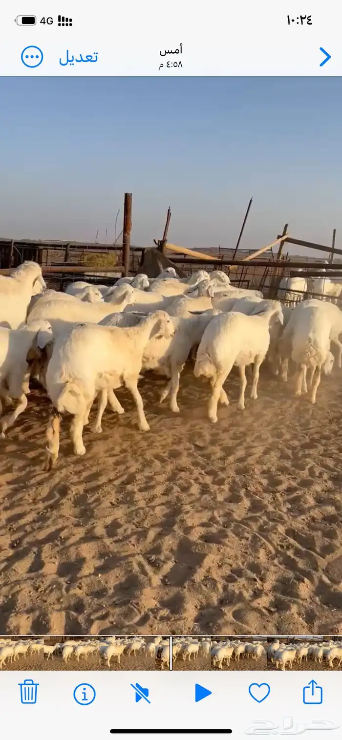 غنم مقاني صنف 1