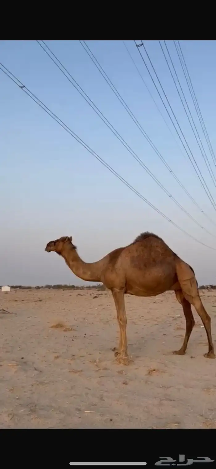 ناقه ساحليه لقحه للبيع 0