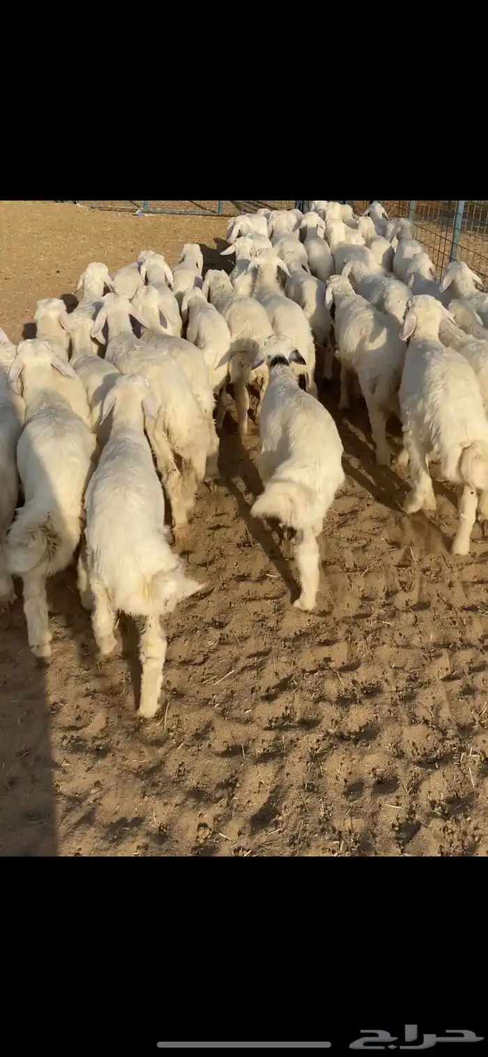 بهم تربيه تم البيع اضغط متابعه 2