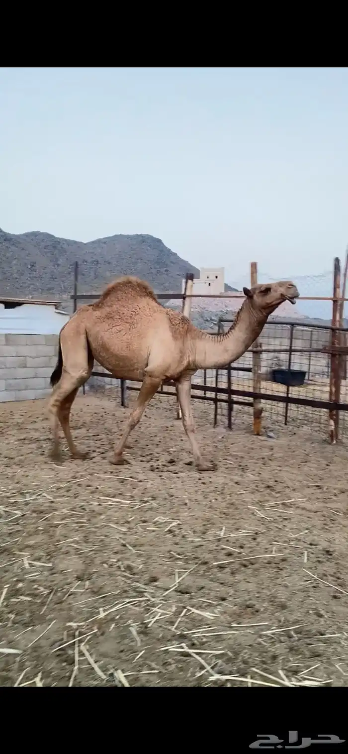 بكار كفو شماليات 3