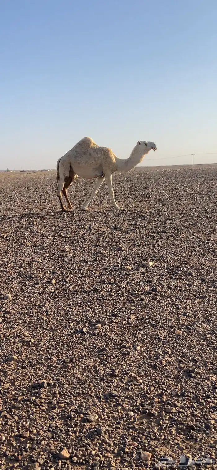 بكره باتليه لقحه على رماني كفو 1