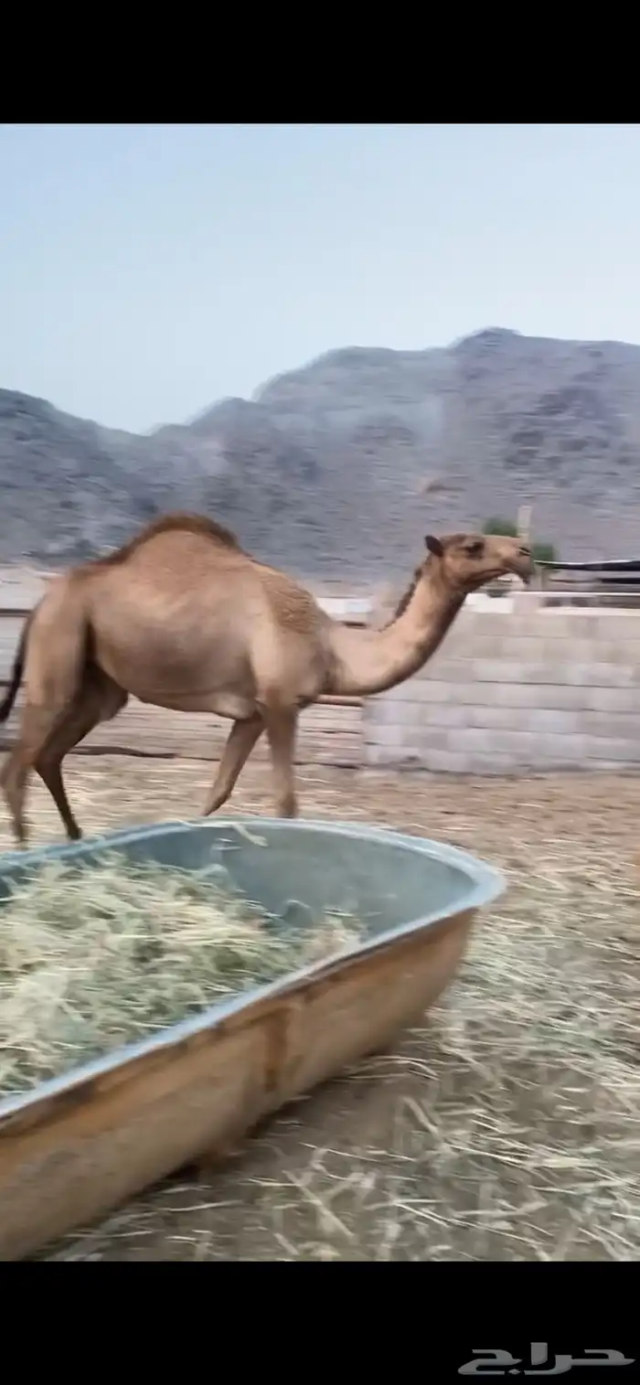 بكار كفو شماليات 5
