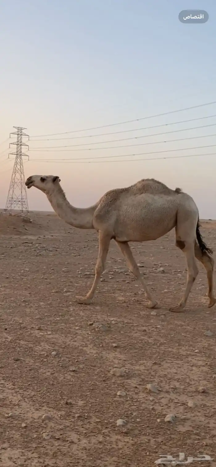بكره شقحى تماميه جده النايف فحل ابن فنيسان السبيعي 1