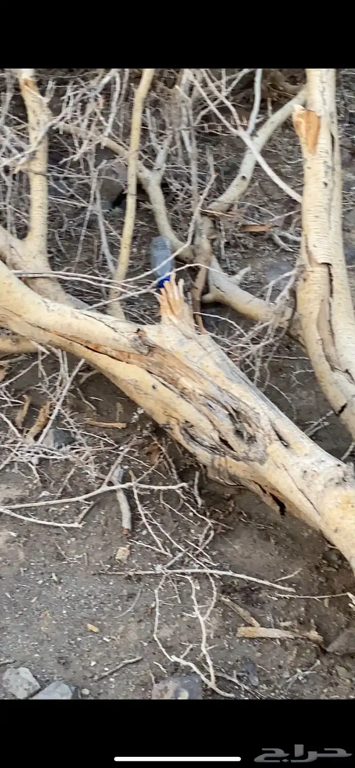 حطب الشتاء للبيع 5