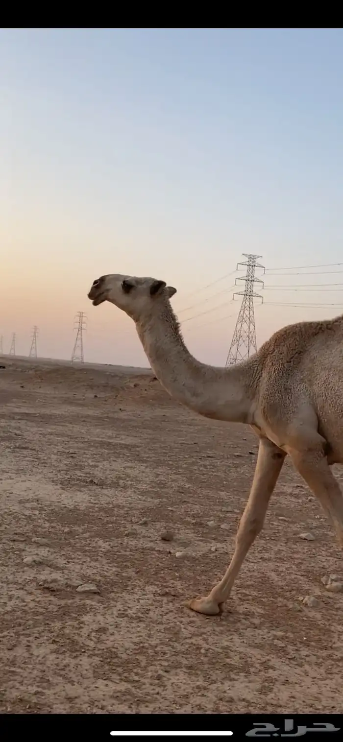 بكره شقحى تماميه جده النايف فحل ابن فنيسان السبيعي 2