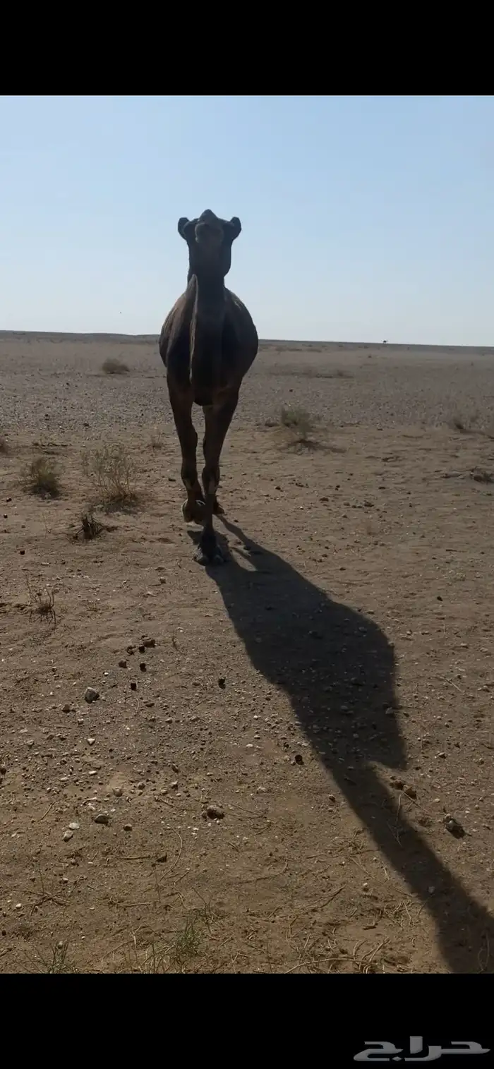للبيع ضريبه 0