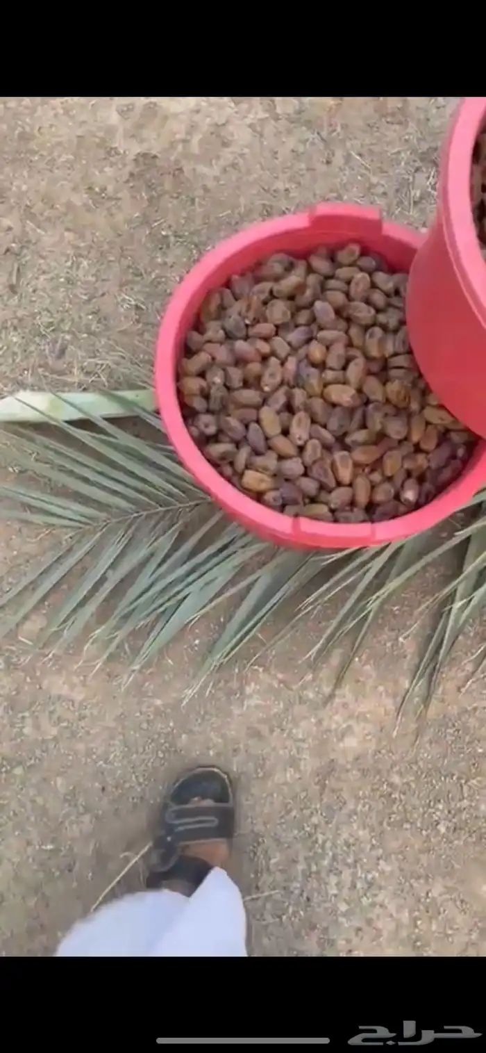 عرض خاص على تمر فنخاء الكهفة حبة جامبو كبيرة - حبة وسط 1