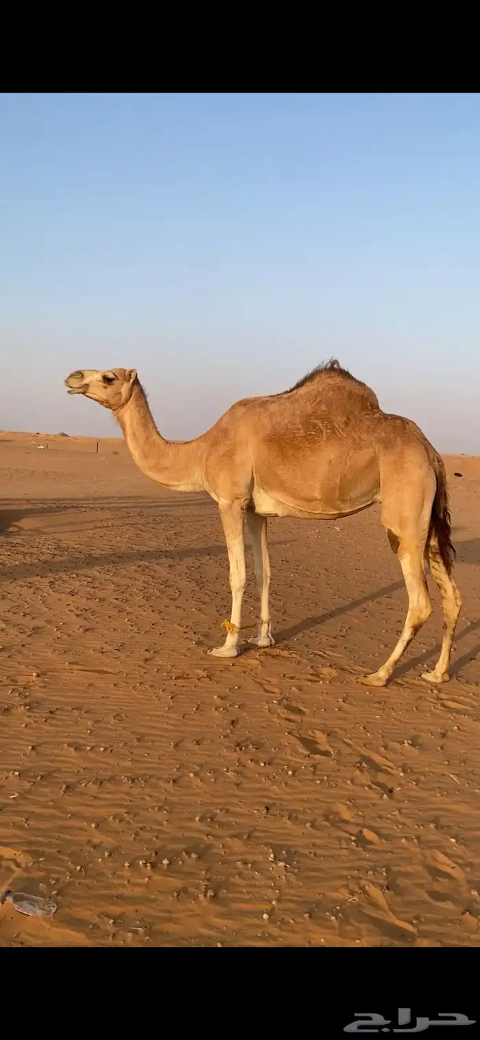 للبيع بنت سراب لاقحة من شاهين 0