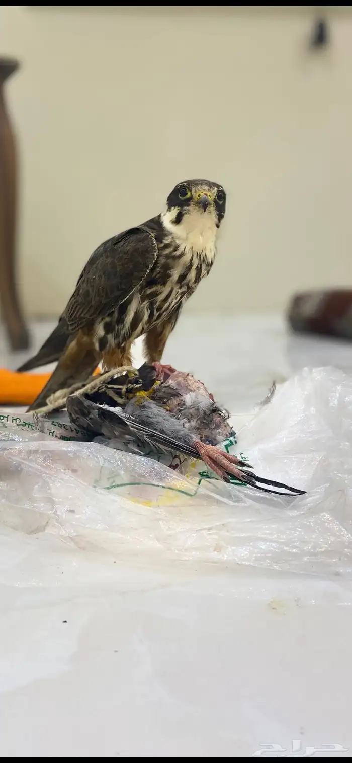 بكه قراناسه 0