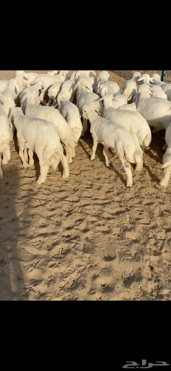 بهم تربيه تم البيع اضغط متابعه 1