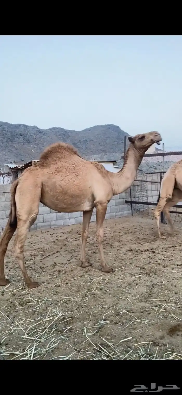 بكار كفو شماليات 0