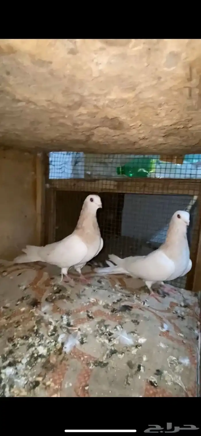 حمام تفاحي 0