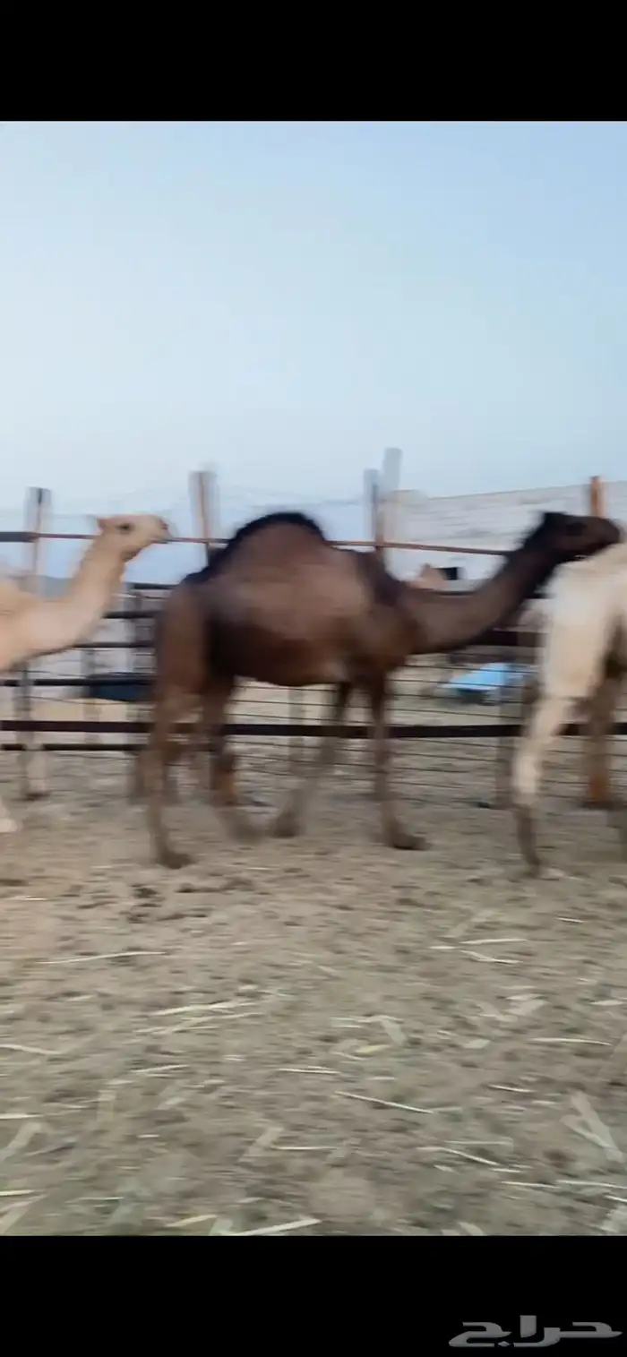 بكار كفو شماليات 1
