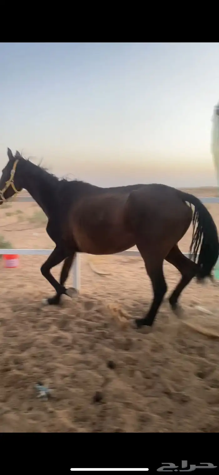 فرس 0