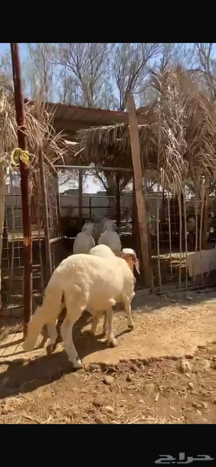 للبيع سواكن عدد 5 نظيفة ومحصنة 2