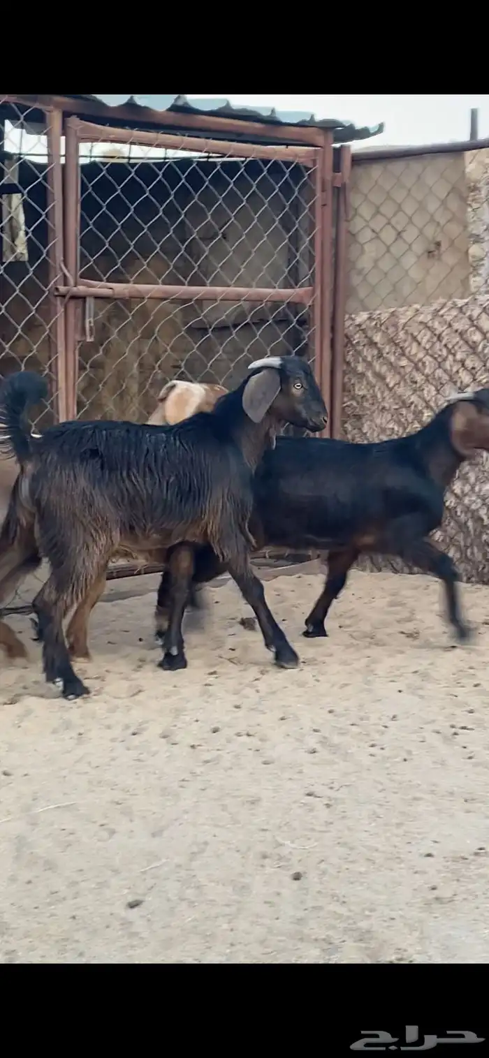4 تيوس كفو فل شحم 2