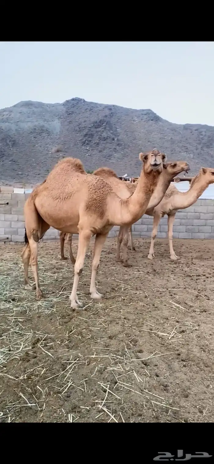 بكار كفو شماليات 4