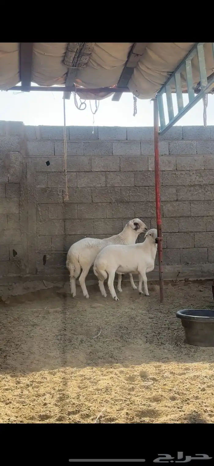 خرفان فلل شخم للبيع 0