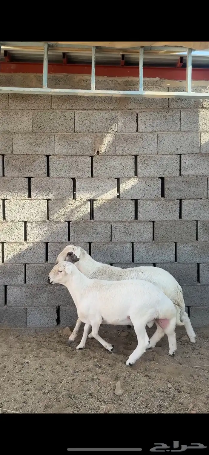 خرفان فلل شخم للبيع 1