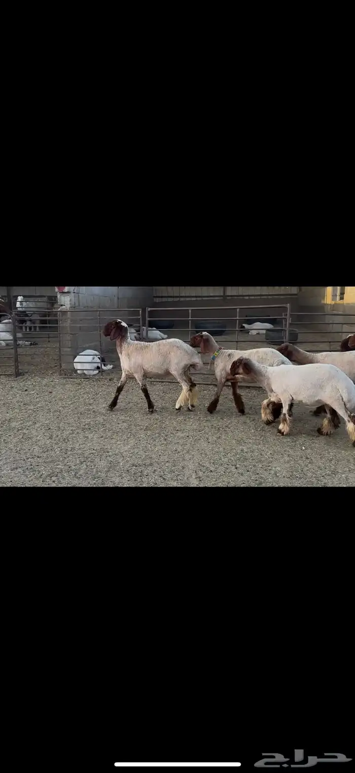 الجذعات المقاني 2