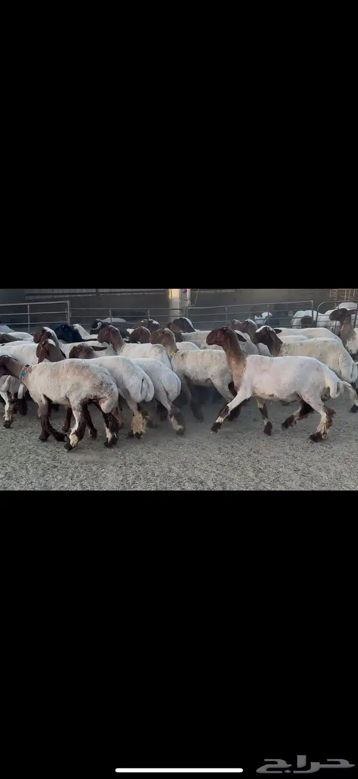 الجذعات المقاني 1