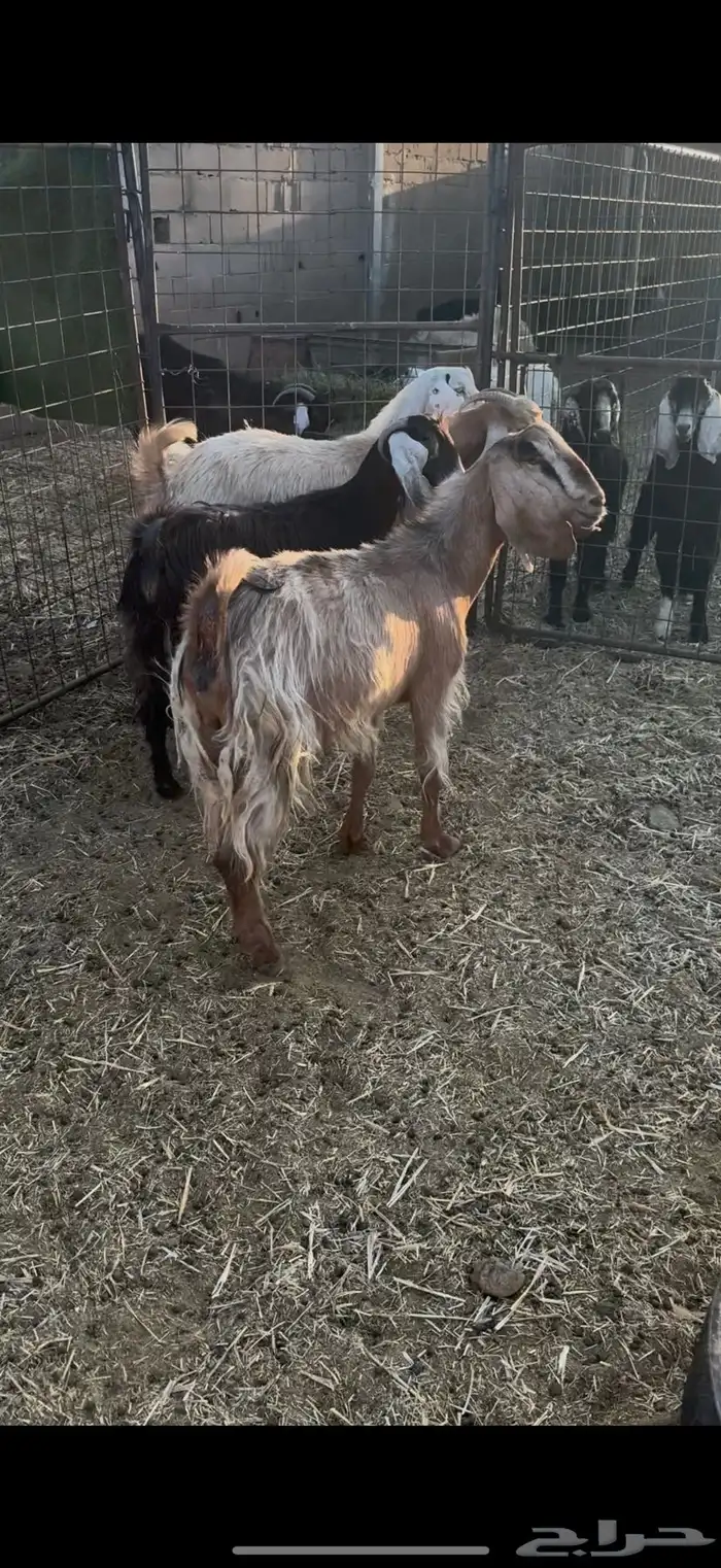 للبيع جفار ثنوات ورباعيات 2