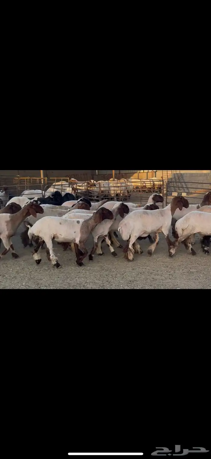 الجذعات المقاني 5