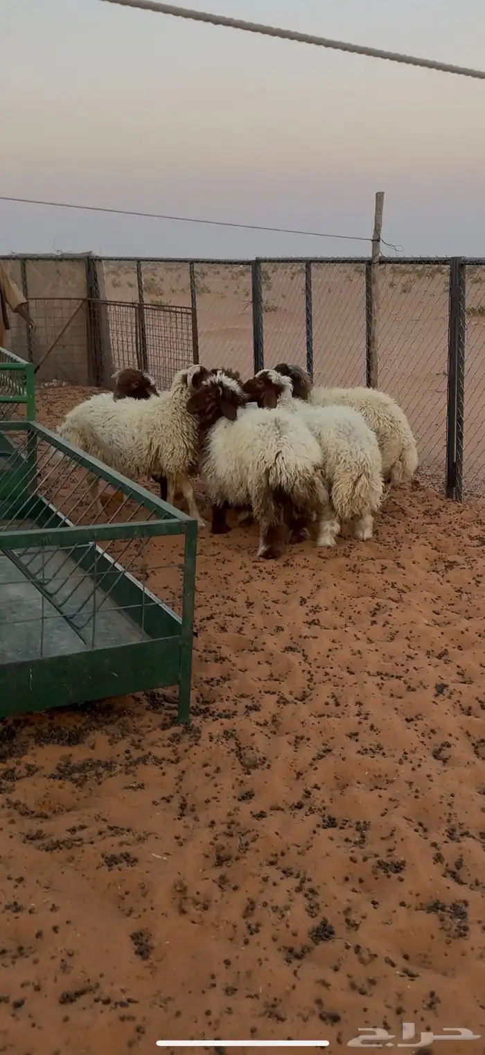 خرفان نعيم طيبه 0