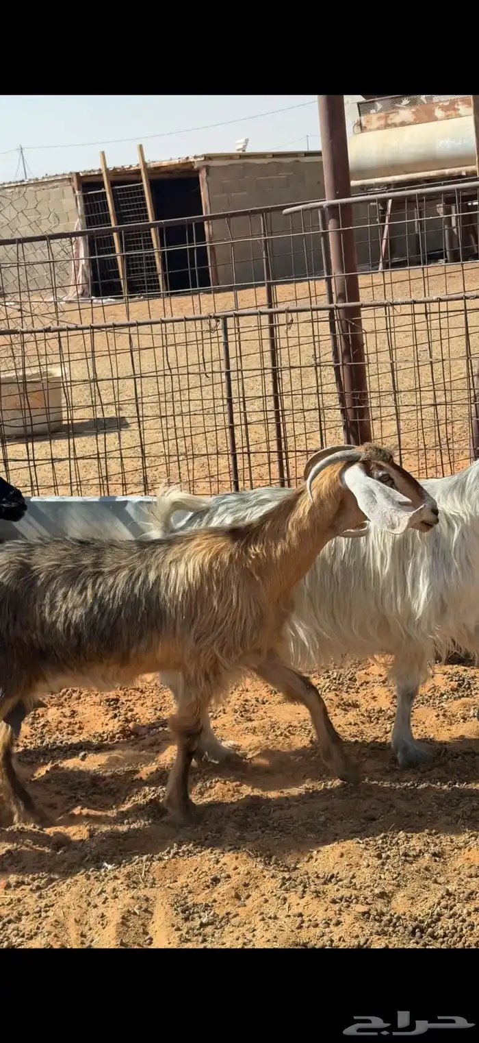 8 معزا بالمجمعة 0