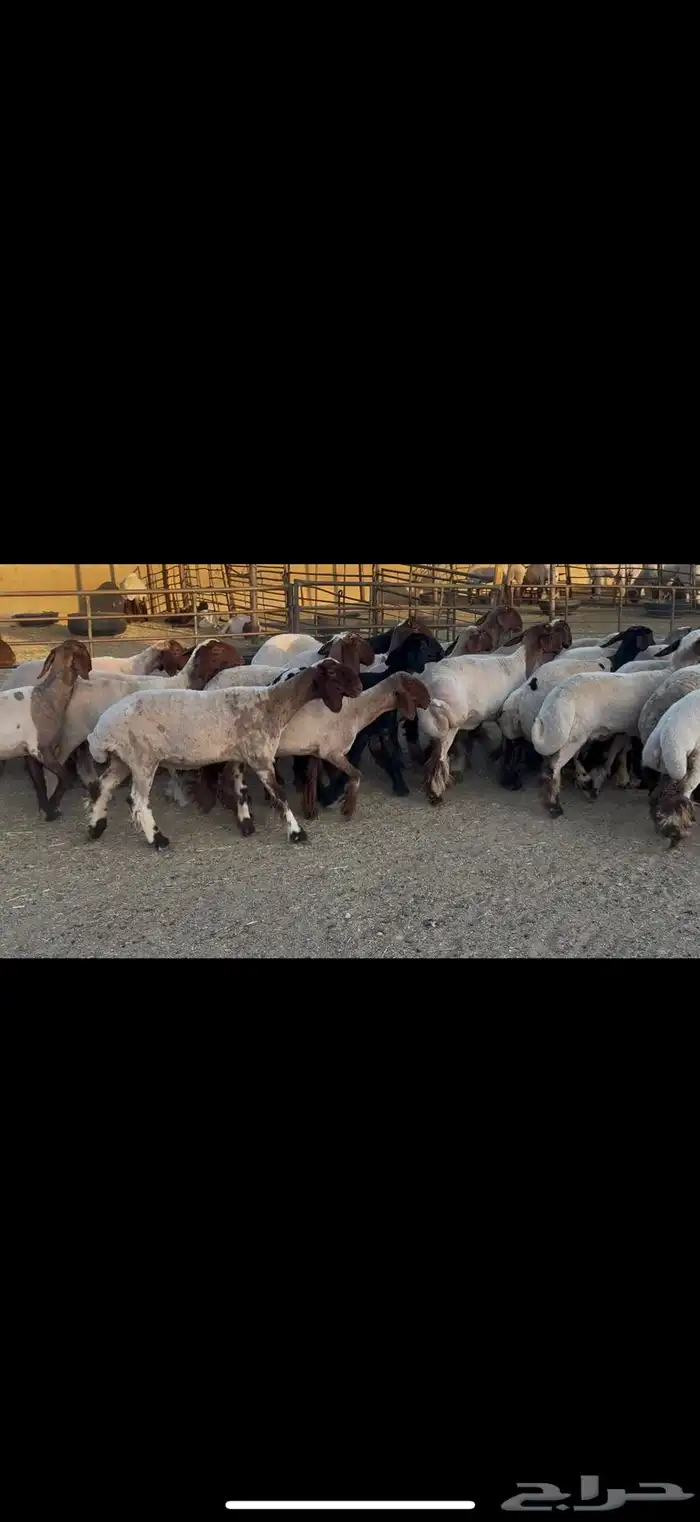 الجذعات المقاني 7