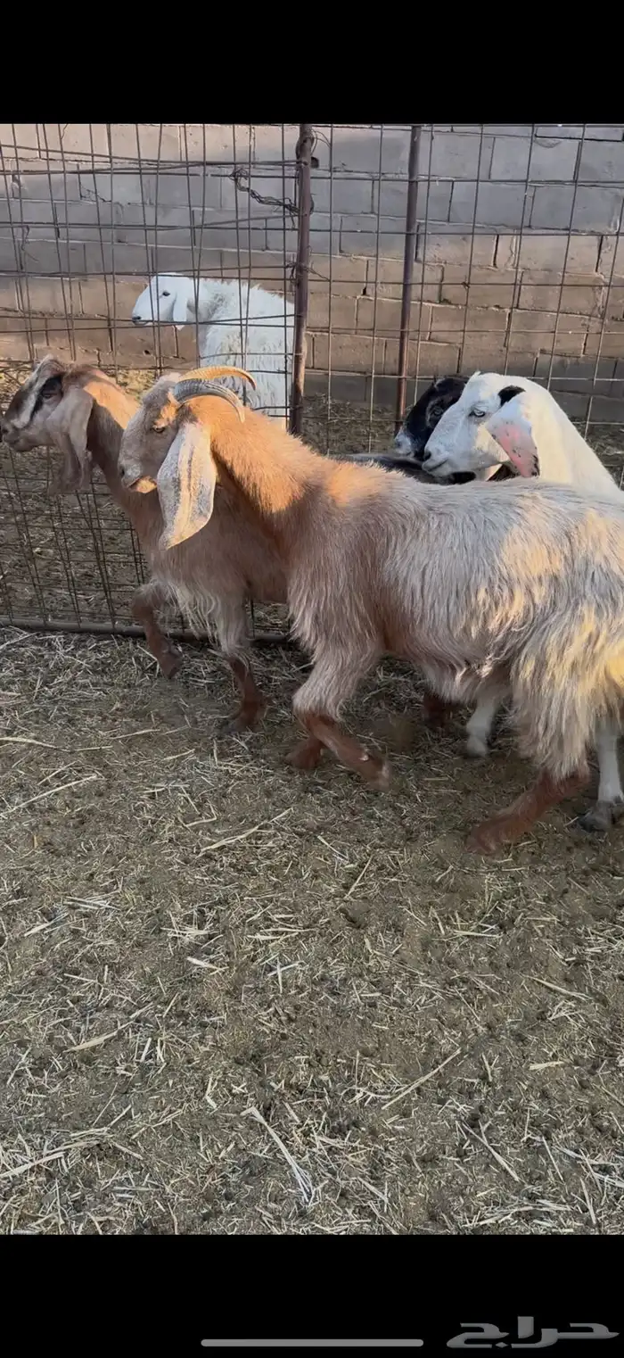 للبيع جفار ثنوات ورباعيات 5