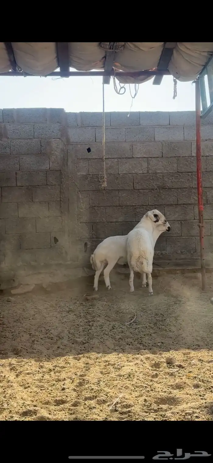 خرفان فلل شخم للبيع 2