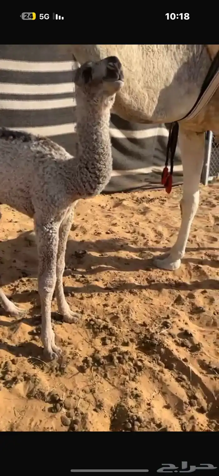 عرض نادر وفاخر للبيع بعير باتلي رباع ابوة الحاكم مشروط 16