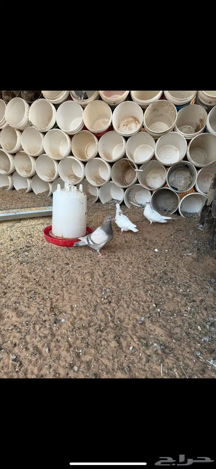 متوفر فراخة فرنسي سلفر وابيض (تم البيع) 2