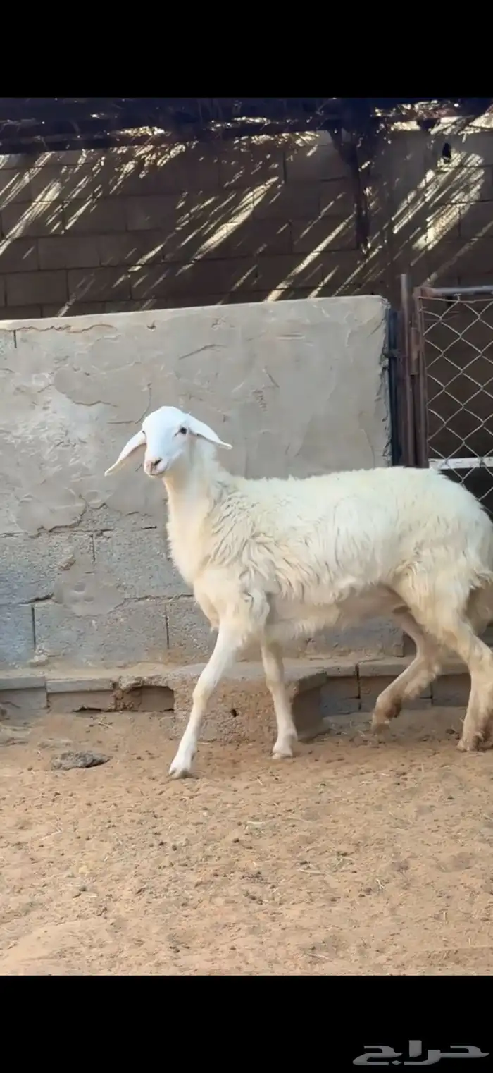 رخل كفو 3