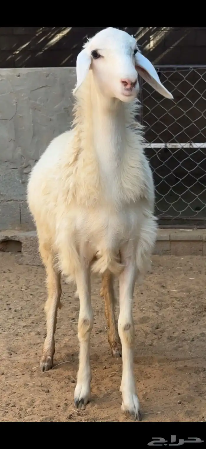 رخل كفو 0