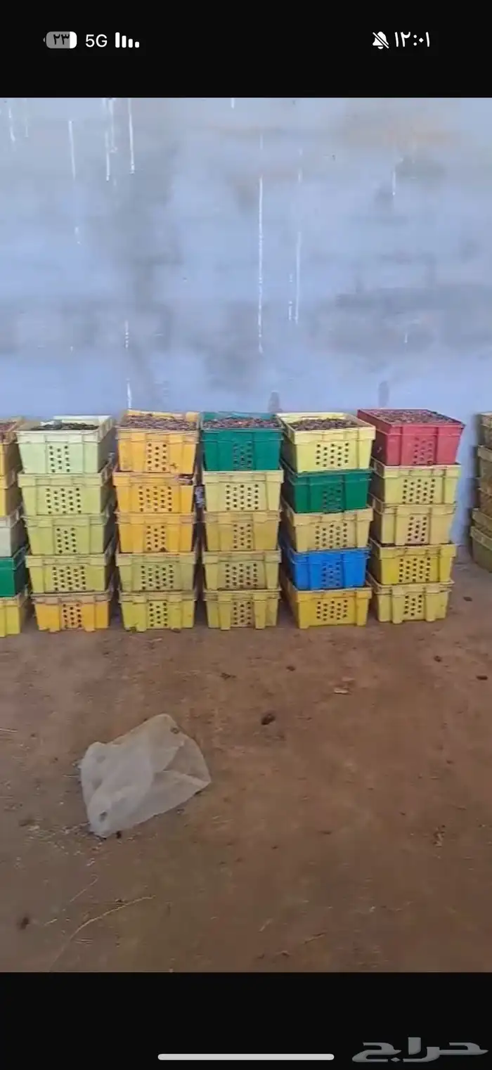 تمر علف نظيف 5