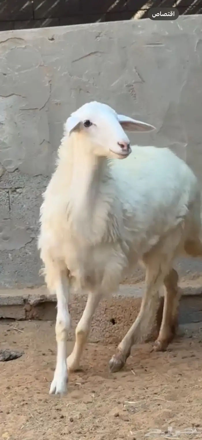 رخل كفو 2