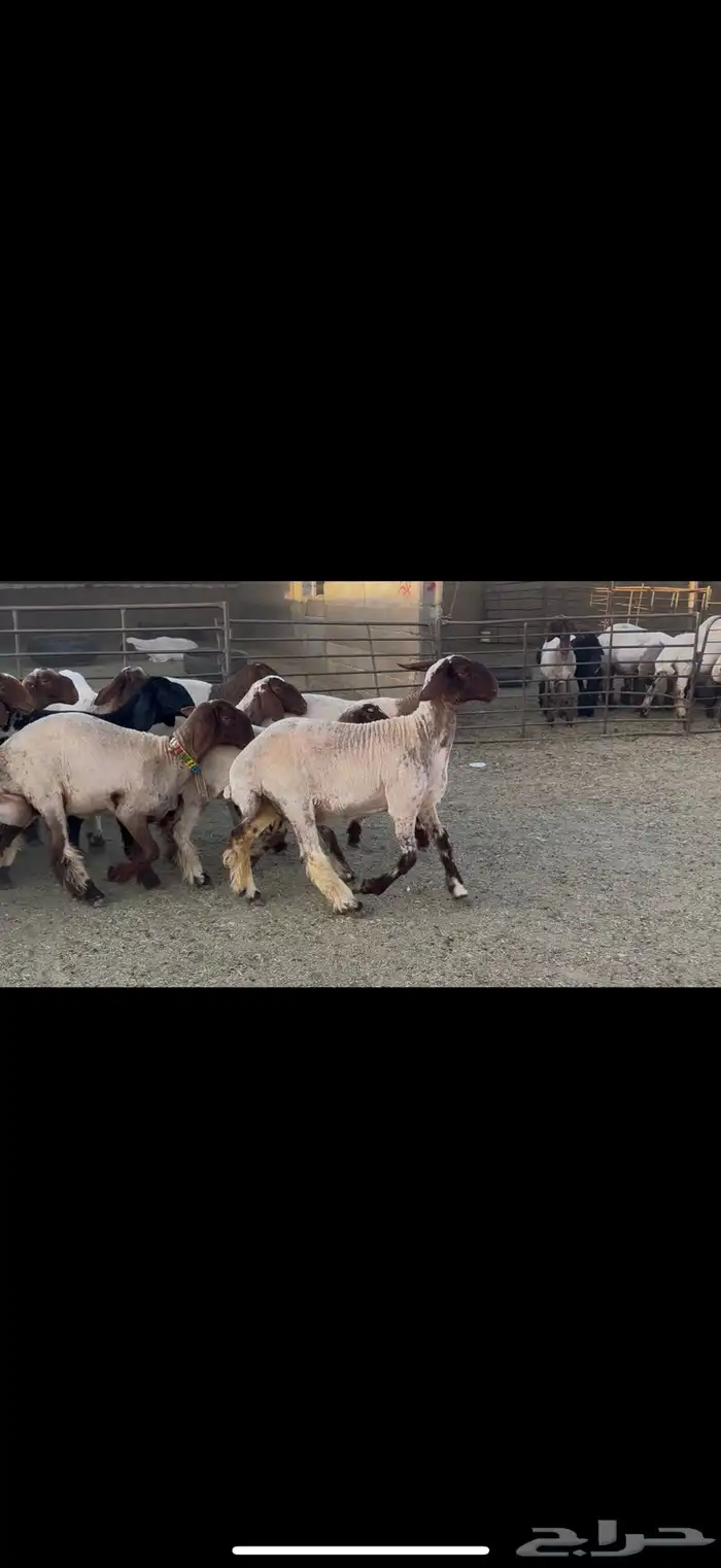 الجذعات المقاني 0