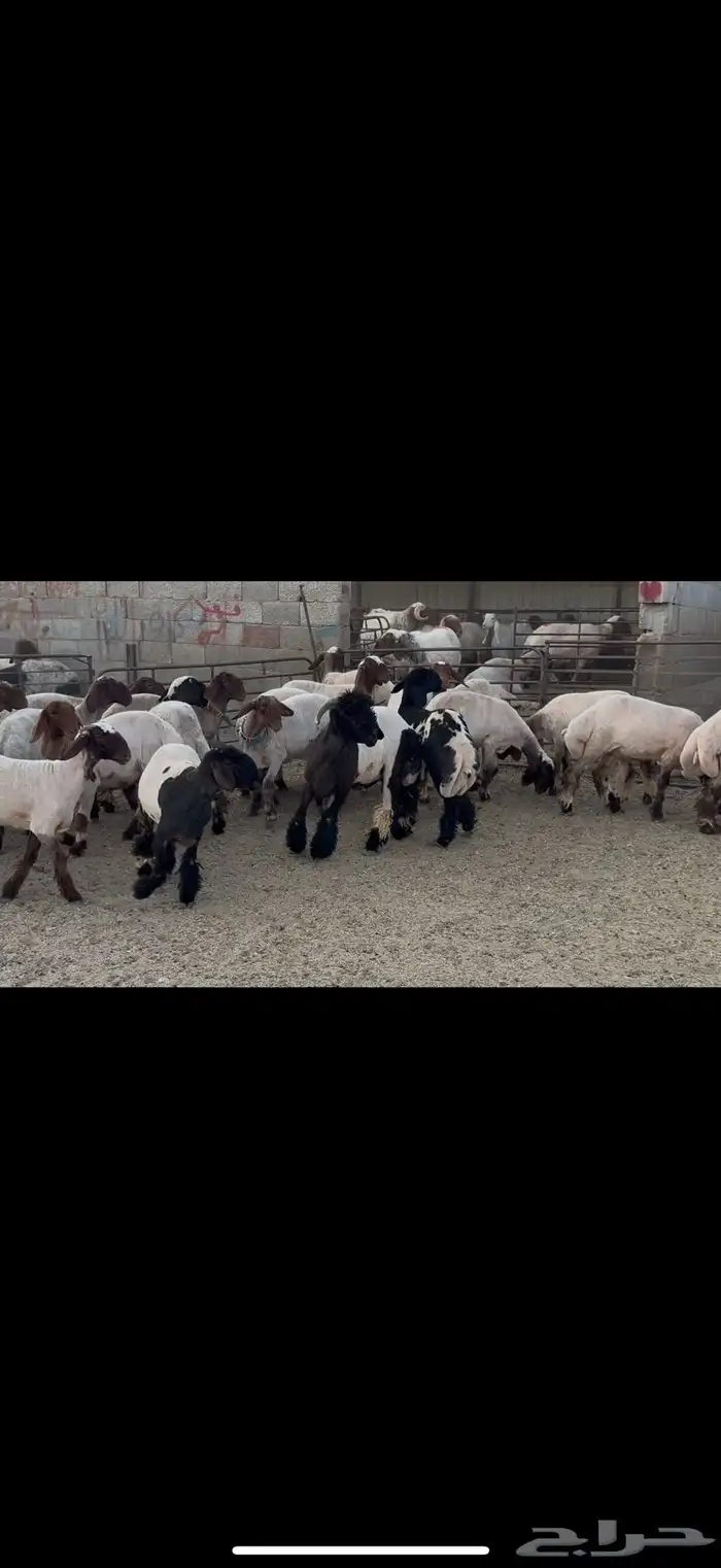 الجذعات المقاني 4