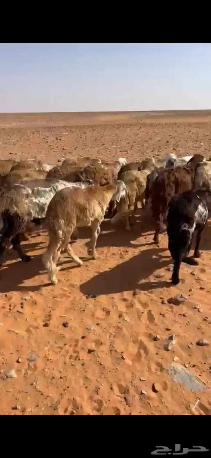 سواكن جاهز لربط 4