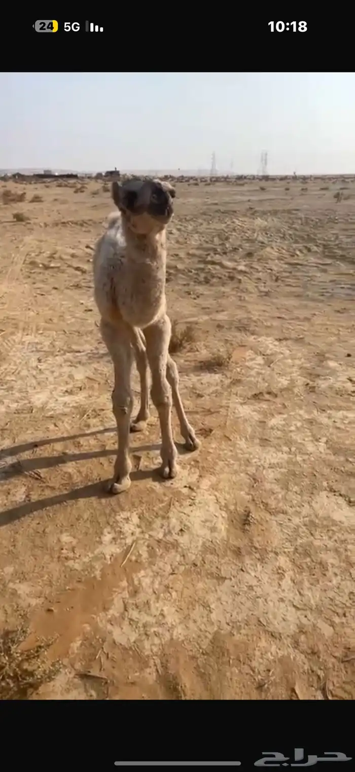 عرض نادر وفاخر للبيع بعير باتلي رباع ابوة الحاكم مشروط 15