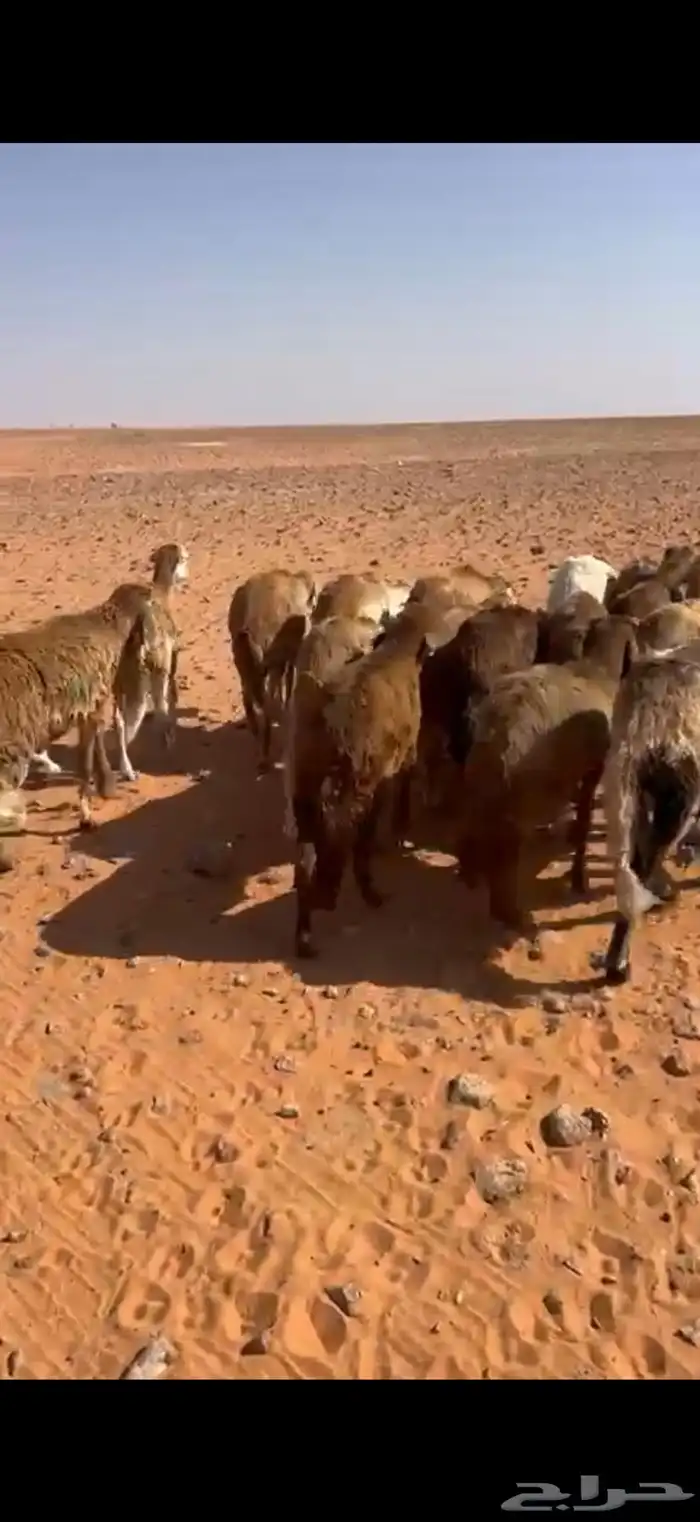 سواكن جاهز لربط 6