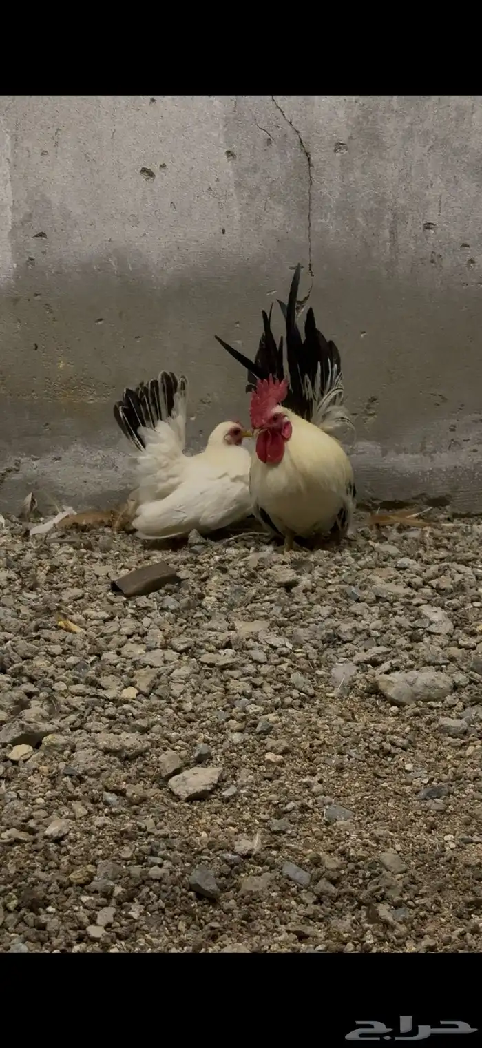 دجاج جبنيز 1