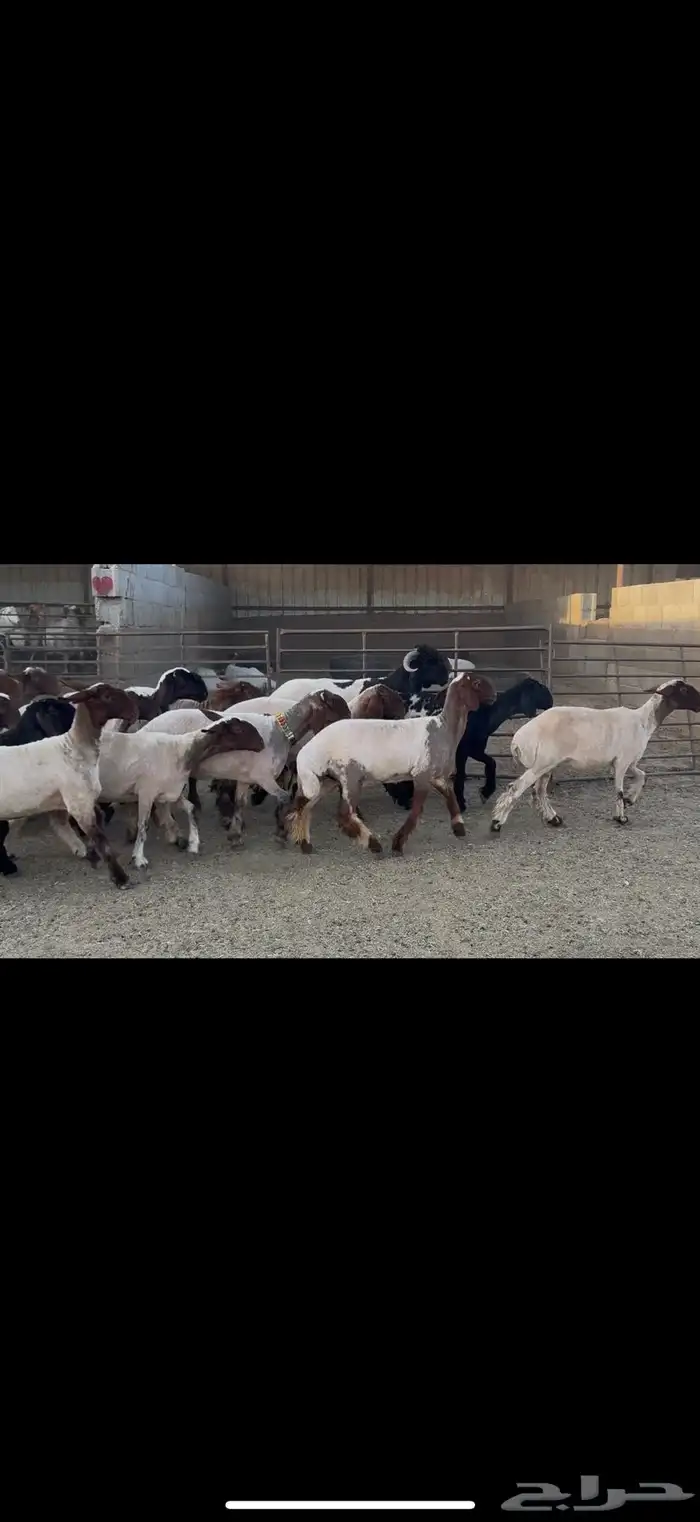 الجذعات المقاني 3