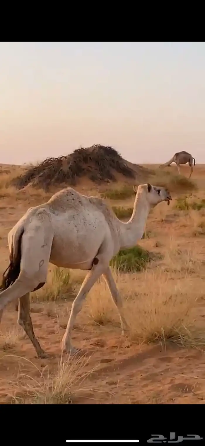 نياق 0