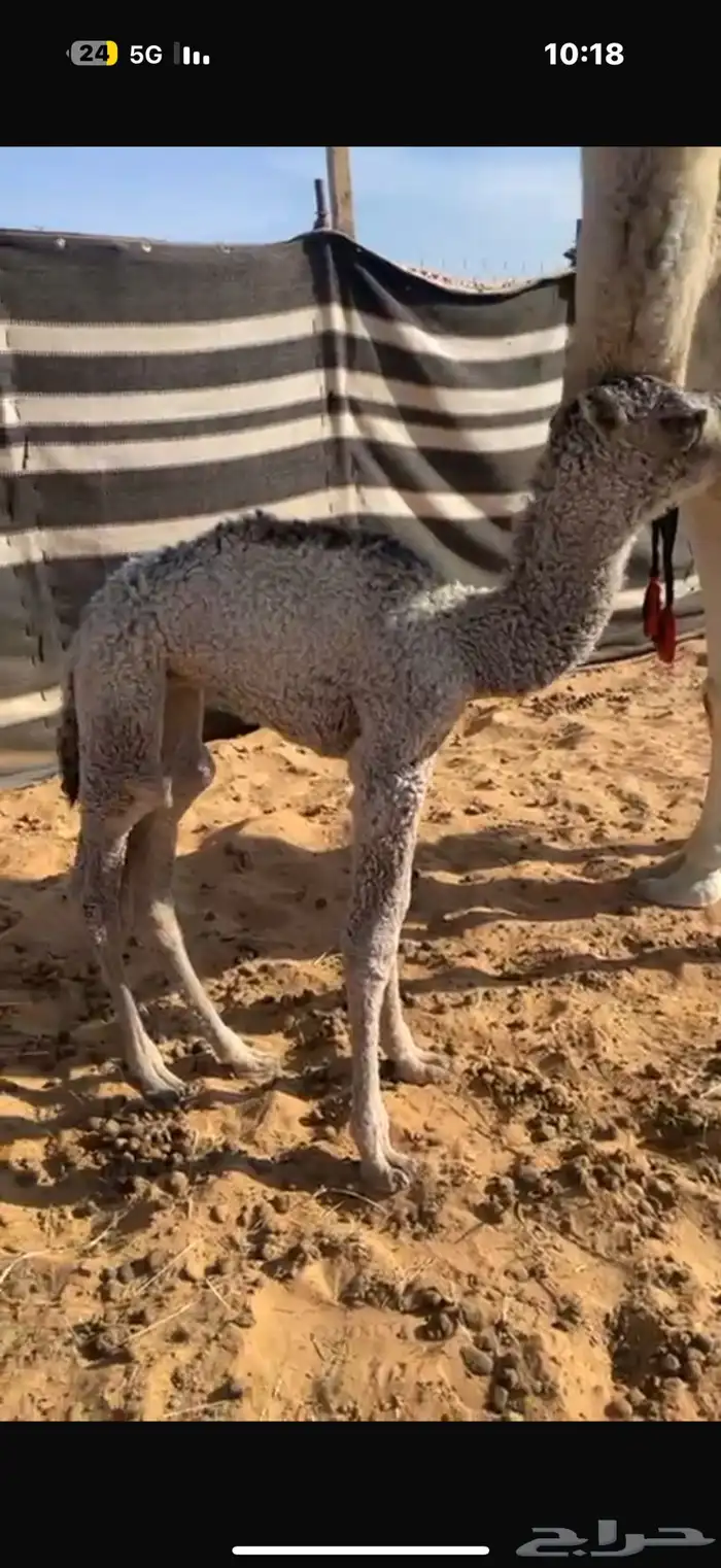 عرض نادر وفاخر للبيع بعير باتلي رباع ابوة الحاكم مشروط 14